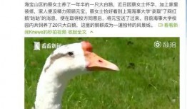 网红大鹅,从田间到网络，一只鹅的传奇之旅